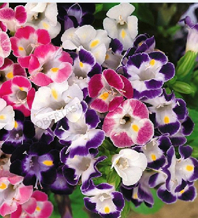 Túi 10 Hạt giống hoa Mắt nai mix