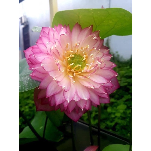 Tại đây bán củ sen- củ sen mini hồng pretty in pink 01 -chuẩn f1