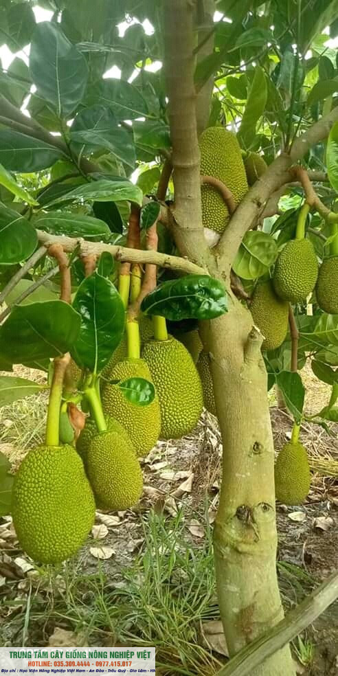 Cây mít thái siêu sớm