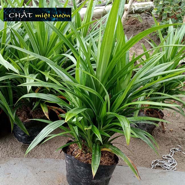 Pandan Plant