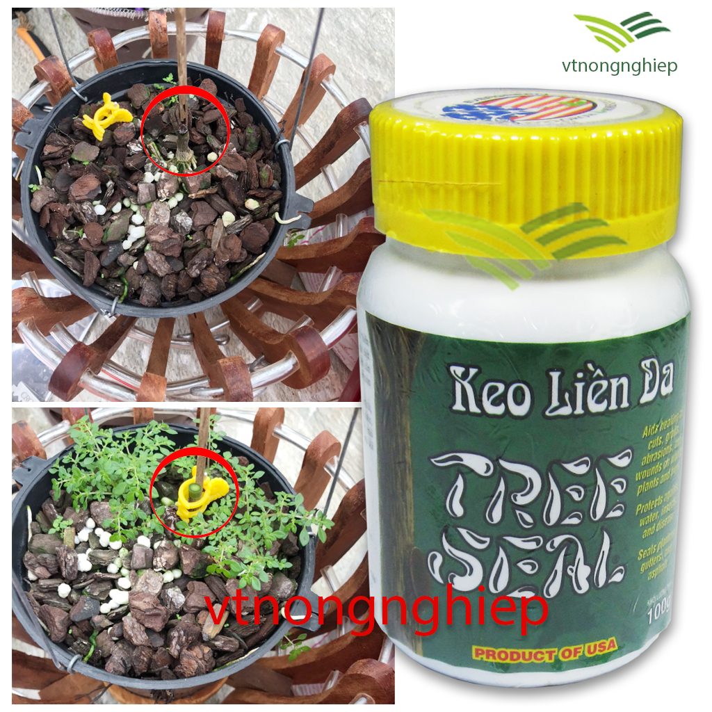 keo liền da (keo liền sẹo) Mỹ- Tree Seal lọ 100(g)
