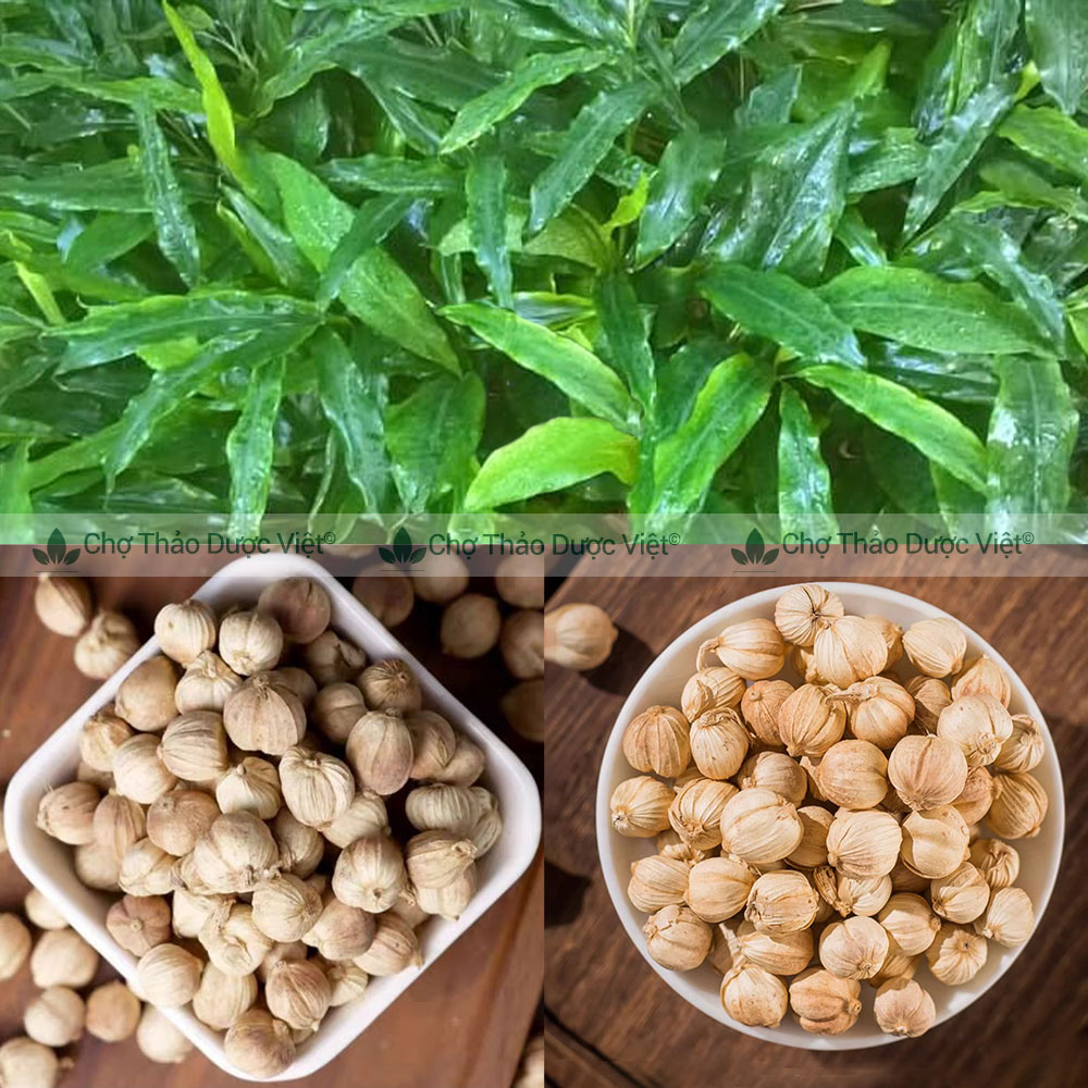 Bạch đậu khấu khô 100g, đậu khấu trắng cay, thơm, gia vị nấu ăn, nấu phở, lẩu cay Tứ Xuyên