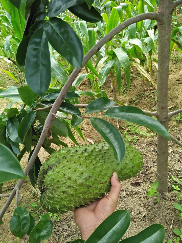 500gram hạt giống mãng cầu xiêm