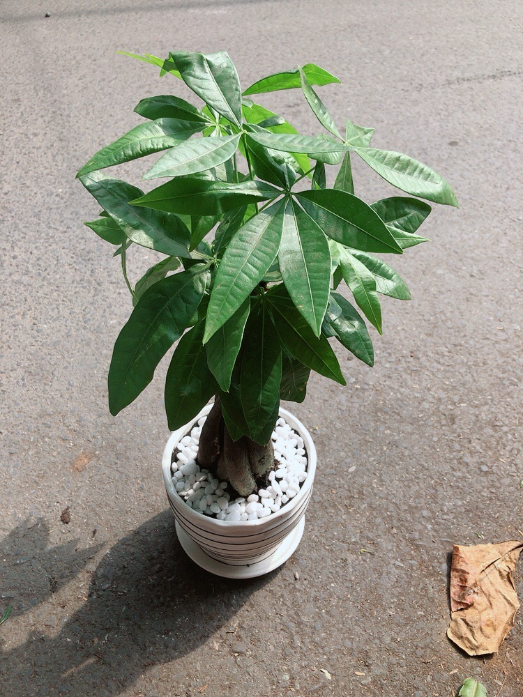 Chậu Cây Kim Ngân Thắt Bính