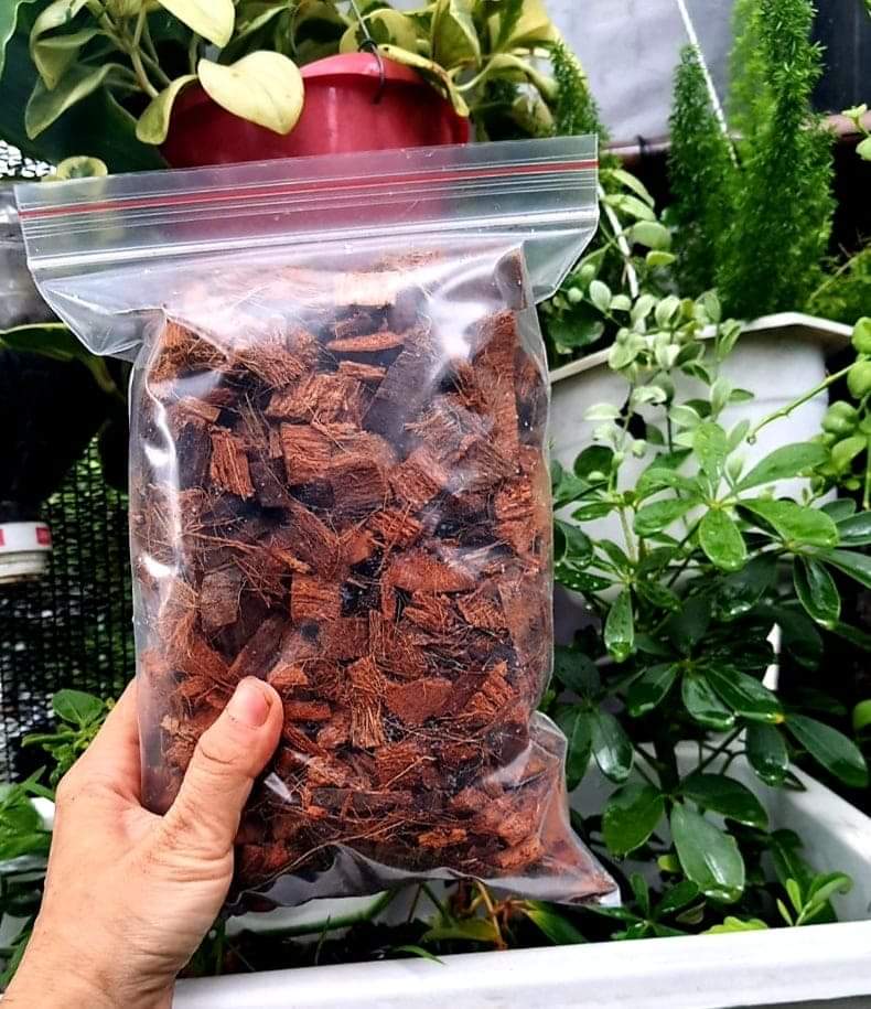 [HCM]Dừa viên nhỏ dùng trồng cây kiểng lá
