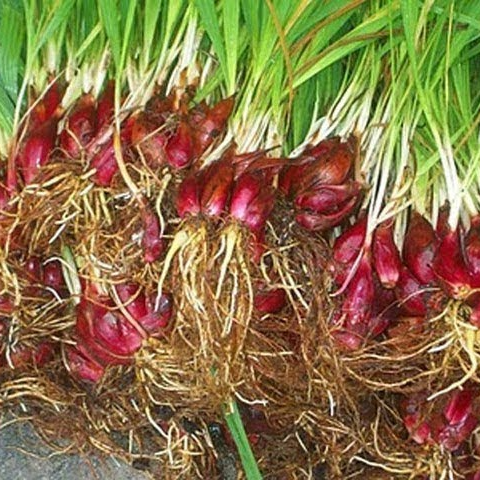 Sâm Đại Hành (10Củ Giống) lz7