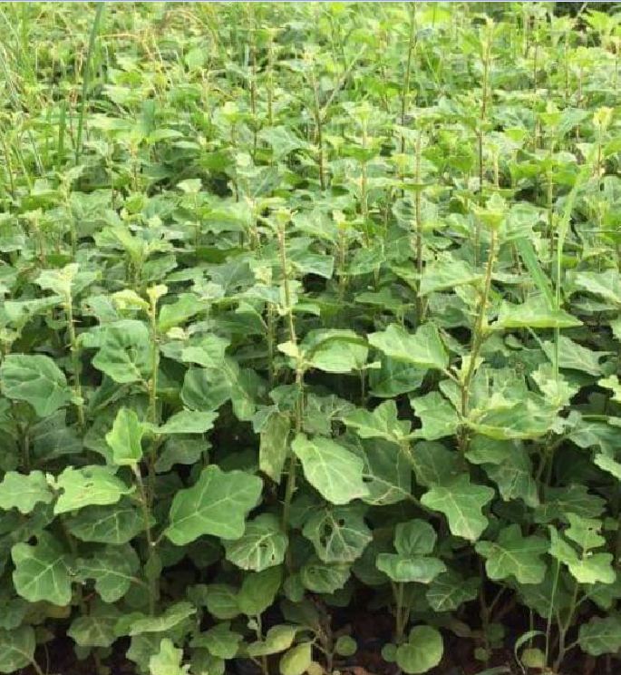 Hạt giống cây cà gai leo ( cây dược liệu ) - ( 50 hạt )