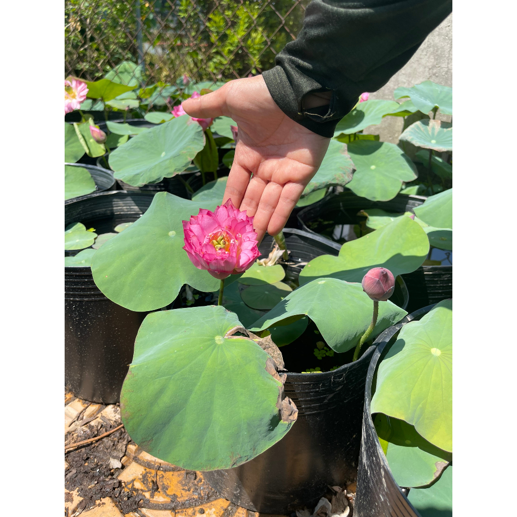 Chậu sen mini Nhật lùn hồng (chỉ giao hoả tốc HCM)