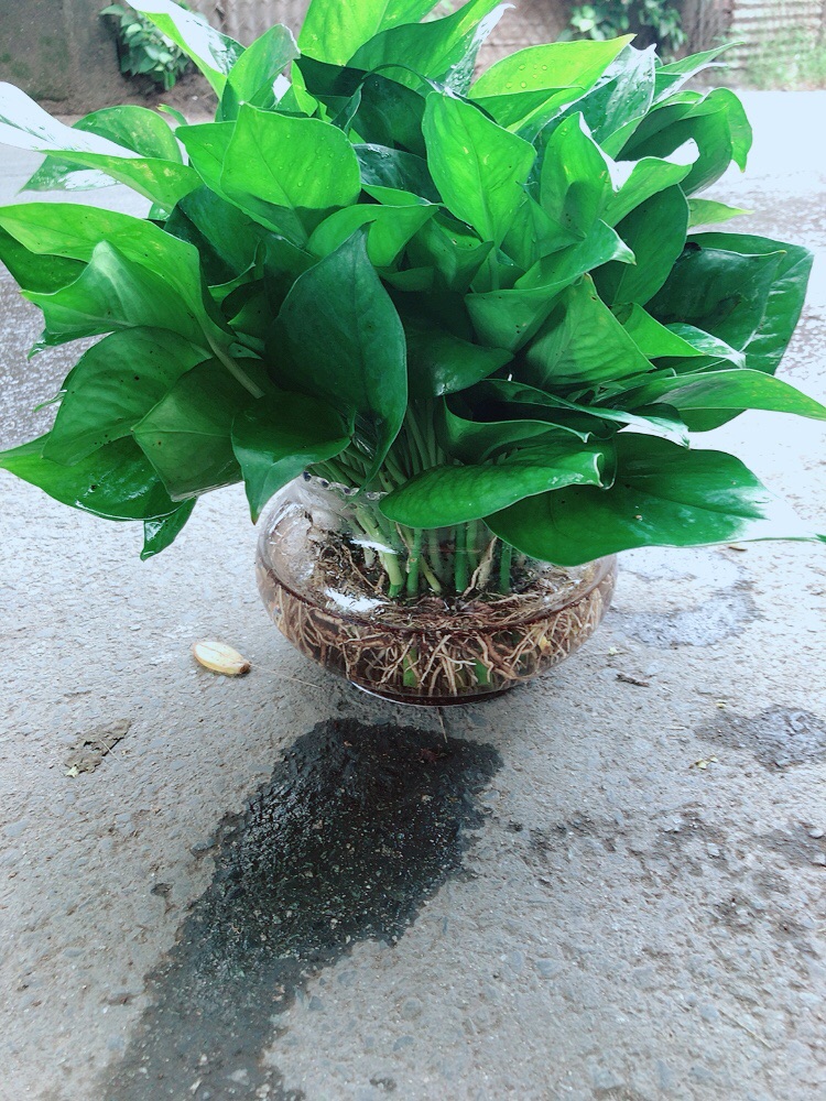 Trầu Bà Thái Thuỷ Sinh Size Đại