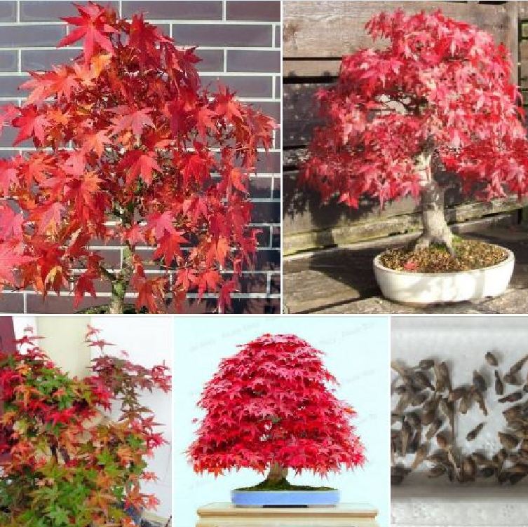 Hạt giống cây phong lá đỏ - gói 10 hạt
