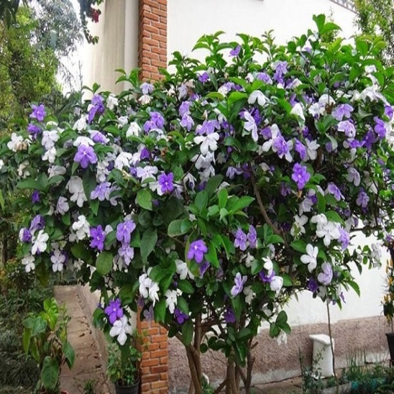 Combo 02 Cây Nhài Nhật 40cm khỏe