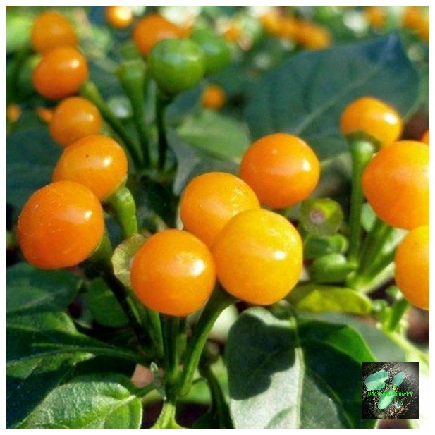 [Seeds] Hạt giống ớt Peru-Charapita