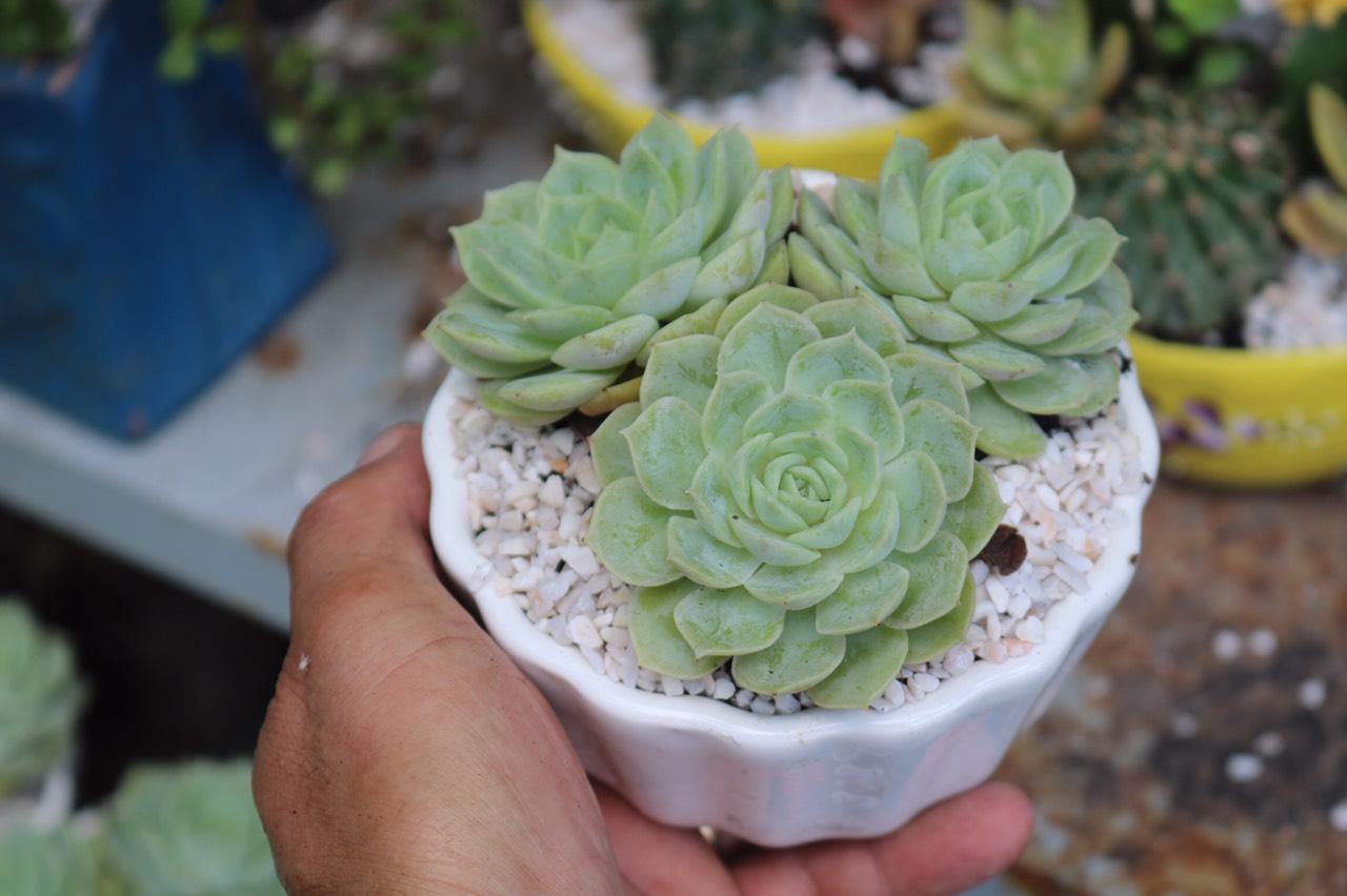 Chậu Sứ 3 cây Sen đá