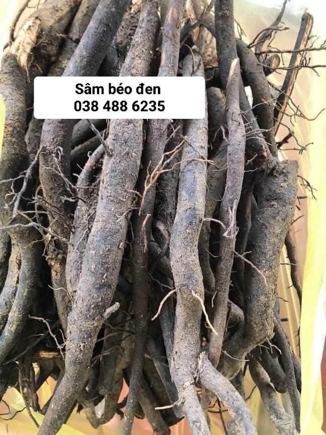 [1Kg] Sâm béo đen (sâm bảo ngọc) hàng rừng tươi