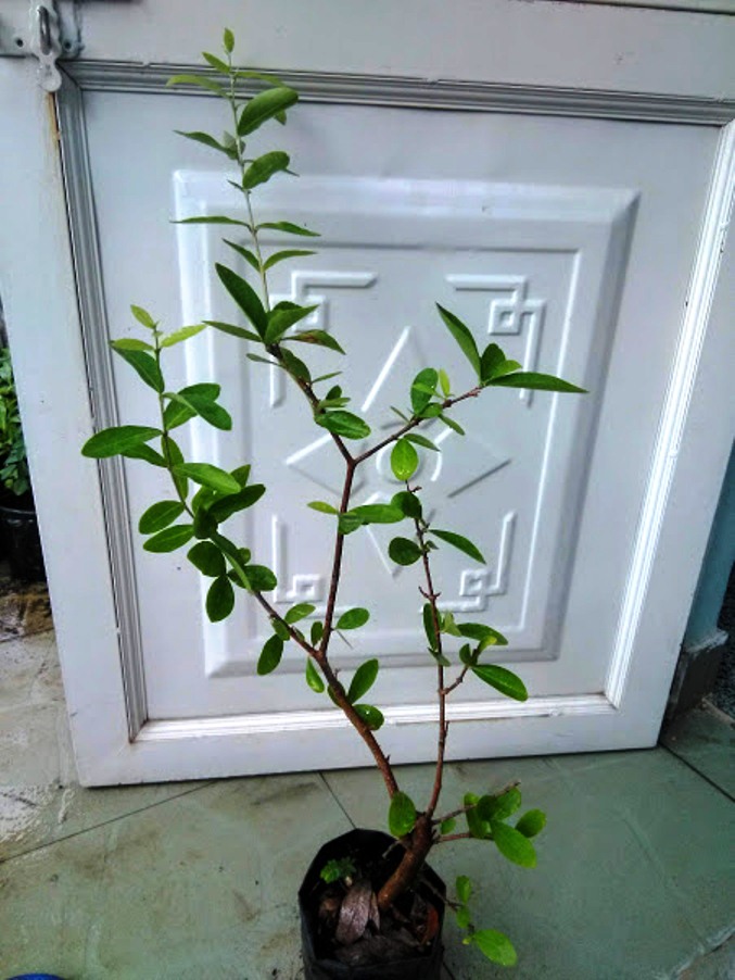 2 Cây sơ ri chiều cao 50-60cm