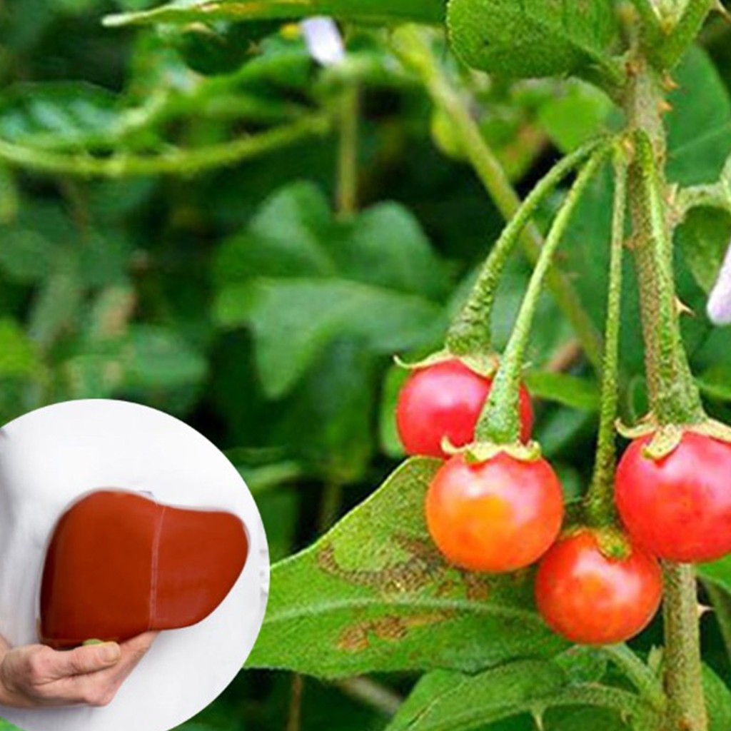 Cà gai leo 1kg