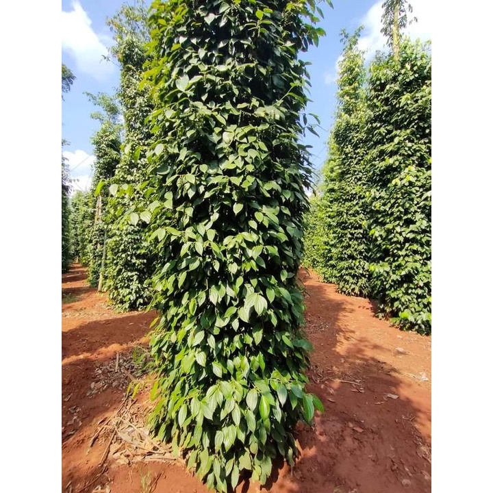 Cây tiêu giống srilanca năng suất cao _cây giống cao nguyên xanh