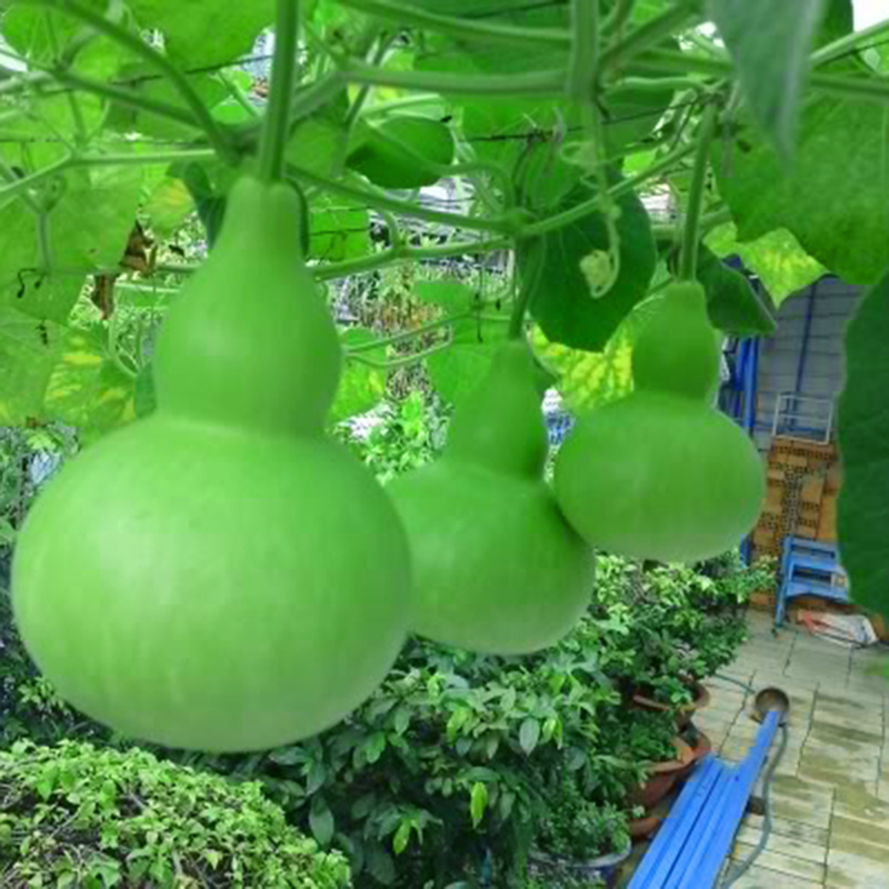 Hạt giống bầu hồ lô leo dàn(gói 5 hạt)