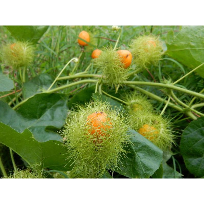 Quả lạc tiên khô (Quả trùm bao) thơm ngon 100g