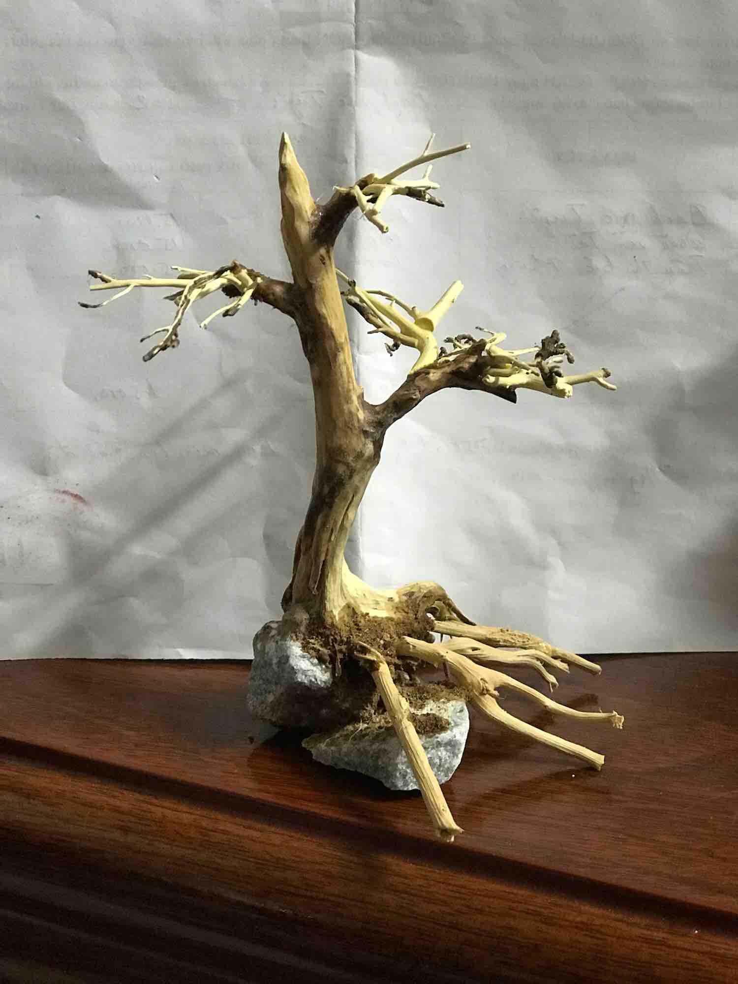 Lũa Bonsai Thuỷ Sinh 10x15