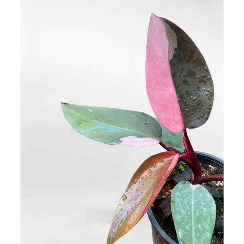 Cây chơi lá Philodenron Pink Princess cây nhỏ