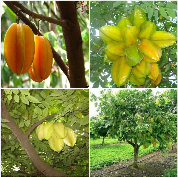 Hạt giống cây khế ngọt - 5 hạt/gói - kèm kích hạt nảy mầm