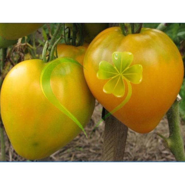 Hạt giống cà chua trái tim vàng - gói 0,2 gram