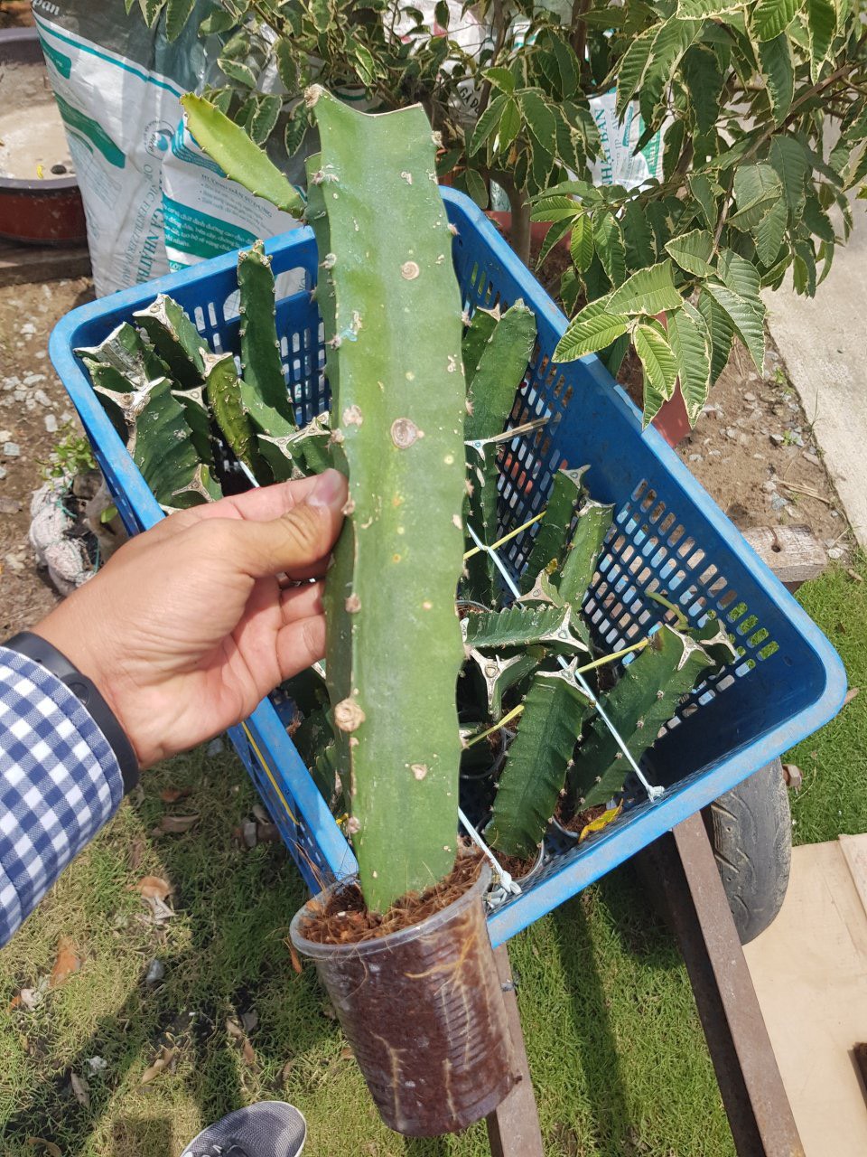 10 CÂY GIỐNG THANH LONG RUỘT ĐỎ (DỄ TRỒNG)