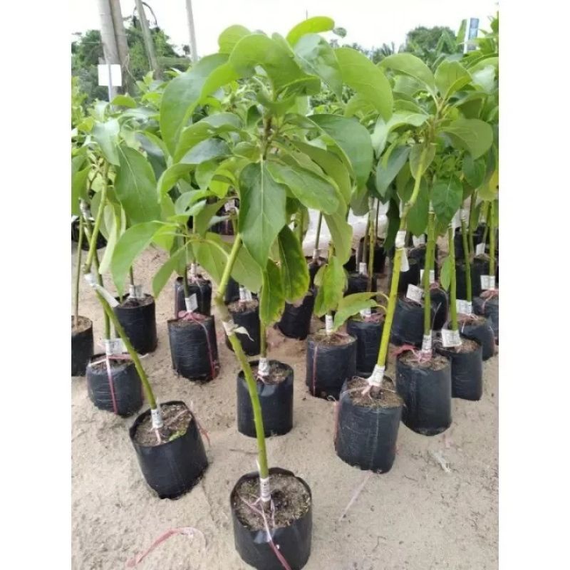 CÂY GIỐNG BƠ LÙN THANH SƠN SIÊU SỚM