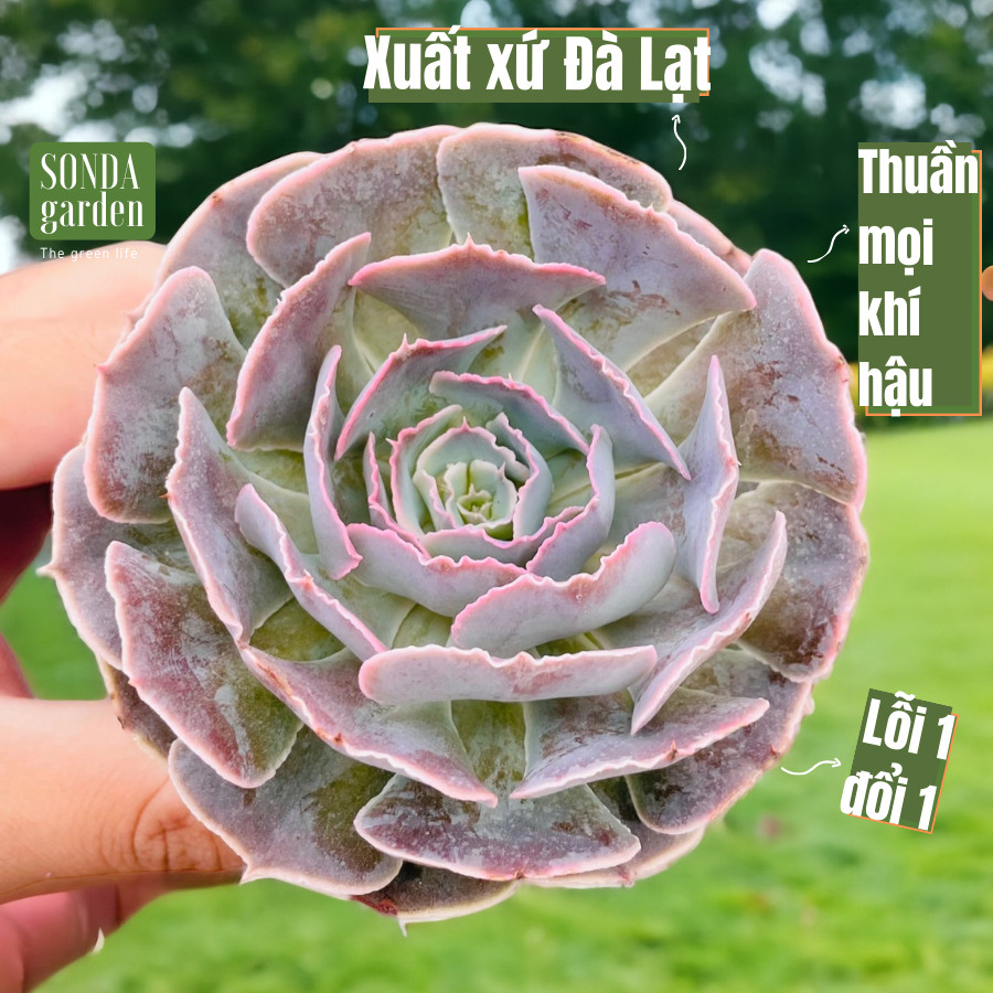 Sen đá bắp cải light purple size bé siêu khỏe đẹp lỗi 1 đổi 1