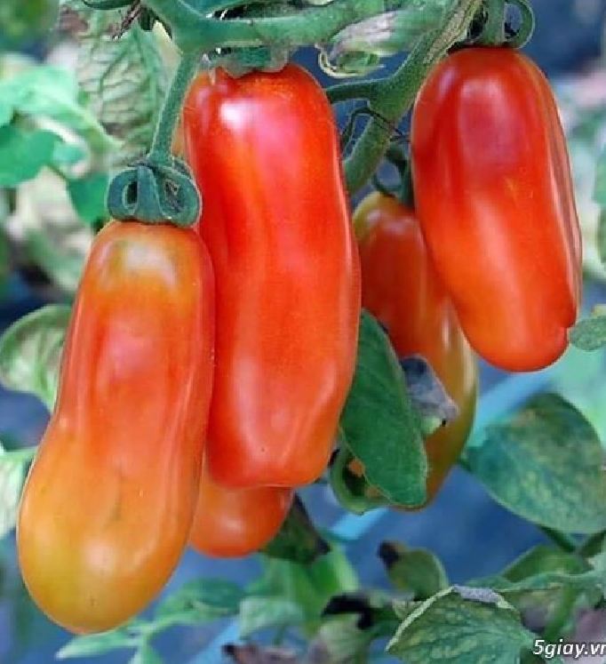 Hạt giống cà chua chuối ( cà chua ngón tay đỏ ) 30 hạt/gói - ( TẶNG gói kích thích hỗ trợ hạt nảy mầm)