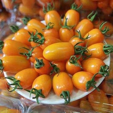 Hạt giống Cà Chua Trái Cây Nova