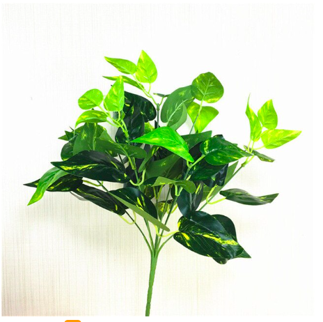 Cụm Cỏ Lá Trầu Bà Đốm Dài 20cm