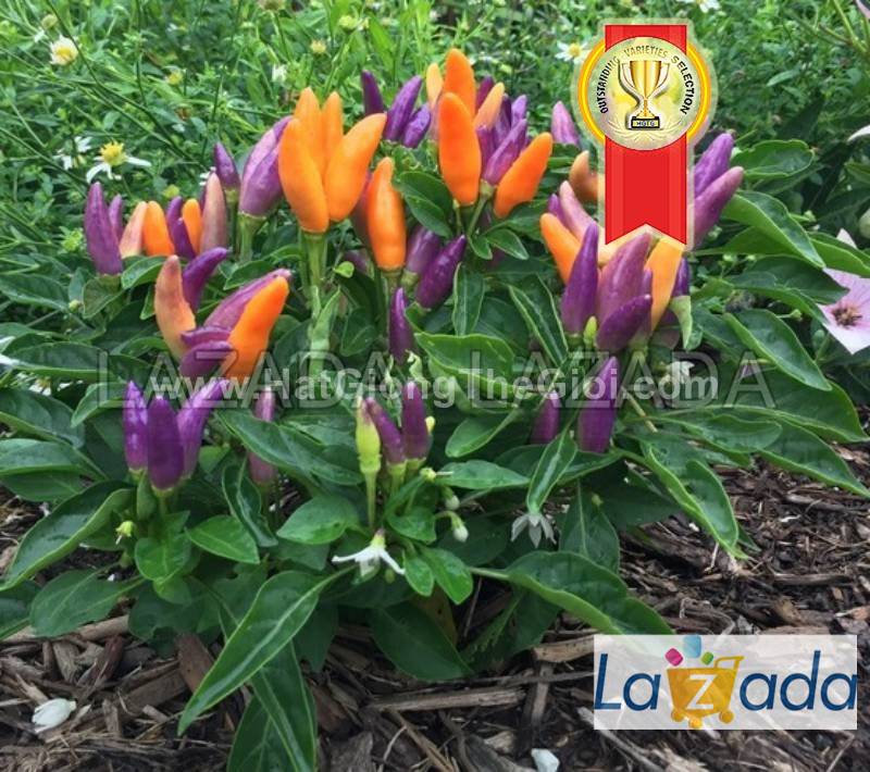 5h hạt giống ớt ngũ sắc chùm 30cm f1 tg113