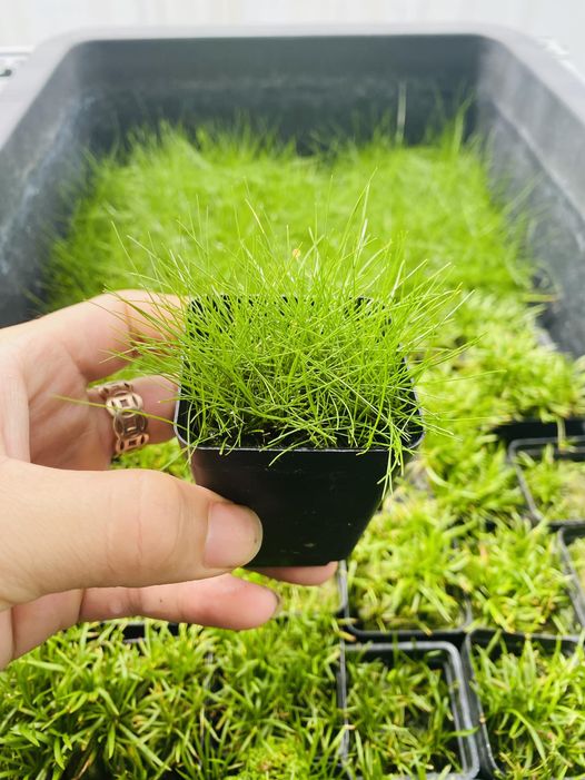 Cây Trải Nền Ngưu Mao Chiên Lùn