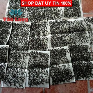10 Keo dính ruồi, bẫy ruồi siêu dính