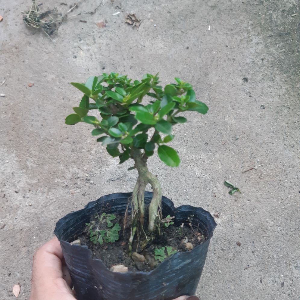 sam hương siêu mini