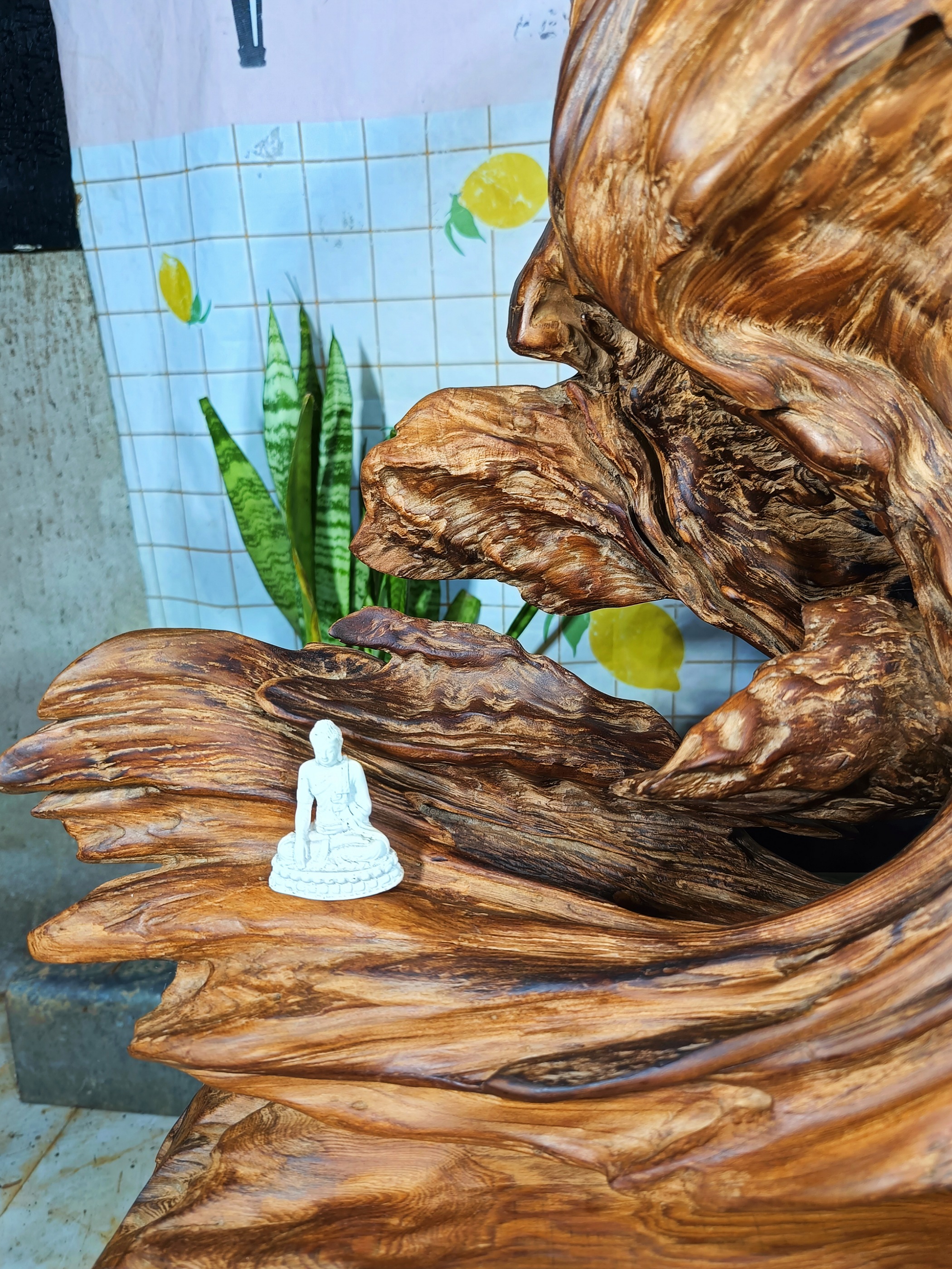 lũa gỗ thơm ngọc am đỏ hà giang. măng gỗ độc đáo