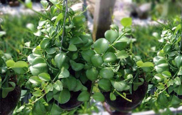 Cây Lan Hạt Dưa - Cây Cảnh Chậu Treo