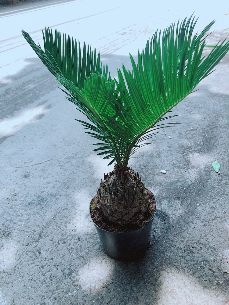 Cây Vạn Tuế
