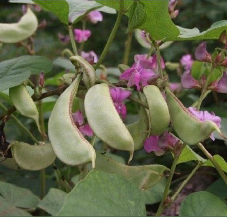 Hạt Giống Đậu Ván Xanh F1 - (10-15hạt/gói) - VTNN2