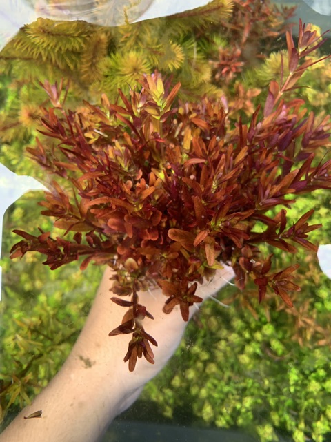 Cây Thủy Sinh Rotala Colorata - 30k/20ngọn
