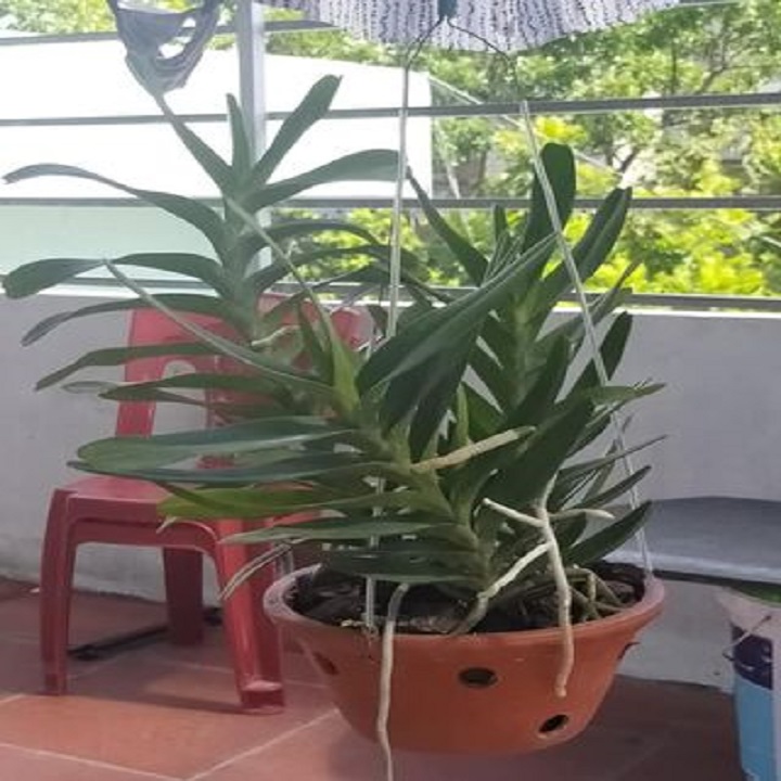 Hoa lan giáng hương hoàng nhạn tháng 4 ( cây to 45cm)