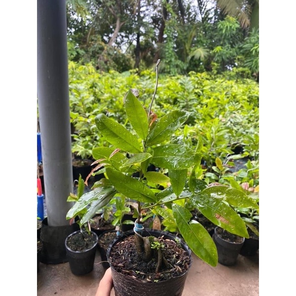 MAI CÚC HOA HỒNG THANH TÚ-cây giống