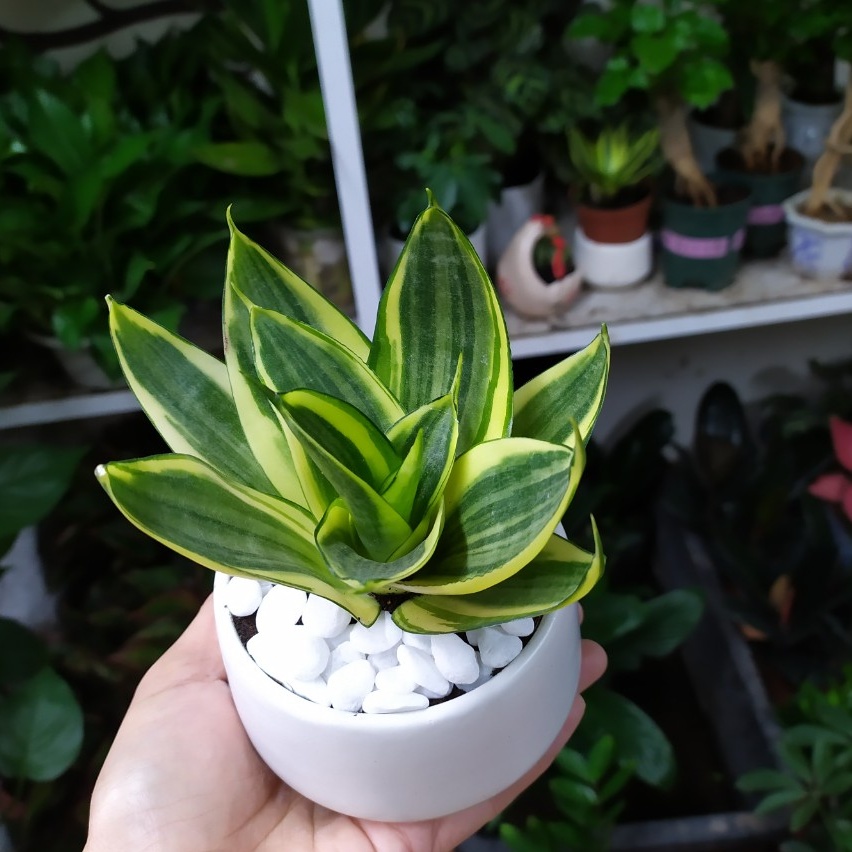 Cây Lưỡi Hổ Thái Viền Vàng Chậu Sứ đk 7,5 cm