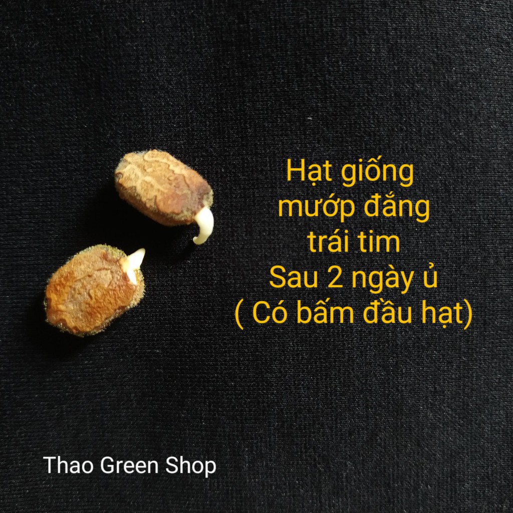 KHỔ QUA - MƯỚP ĐẮNG TRÁI TIM - 3 HẠT