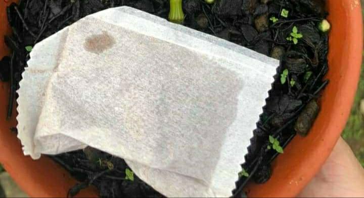 Phân túi trà - kích rễ mạnh Hộp 20 túi