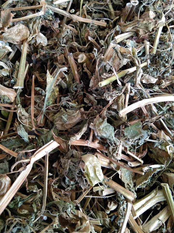 (Dược liệu khô) Cây Tầm Bốp 500g phơi khô (Cây thù lù cạnh, bôm bốp, bùm bụp, lồng đèn)