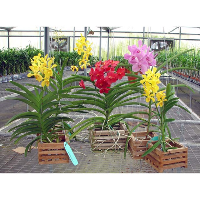 CÂY GIỐNG LAN MOKARA ĐỦ MÀU HÀNG THÁI LAN