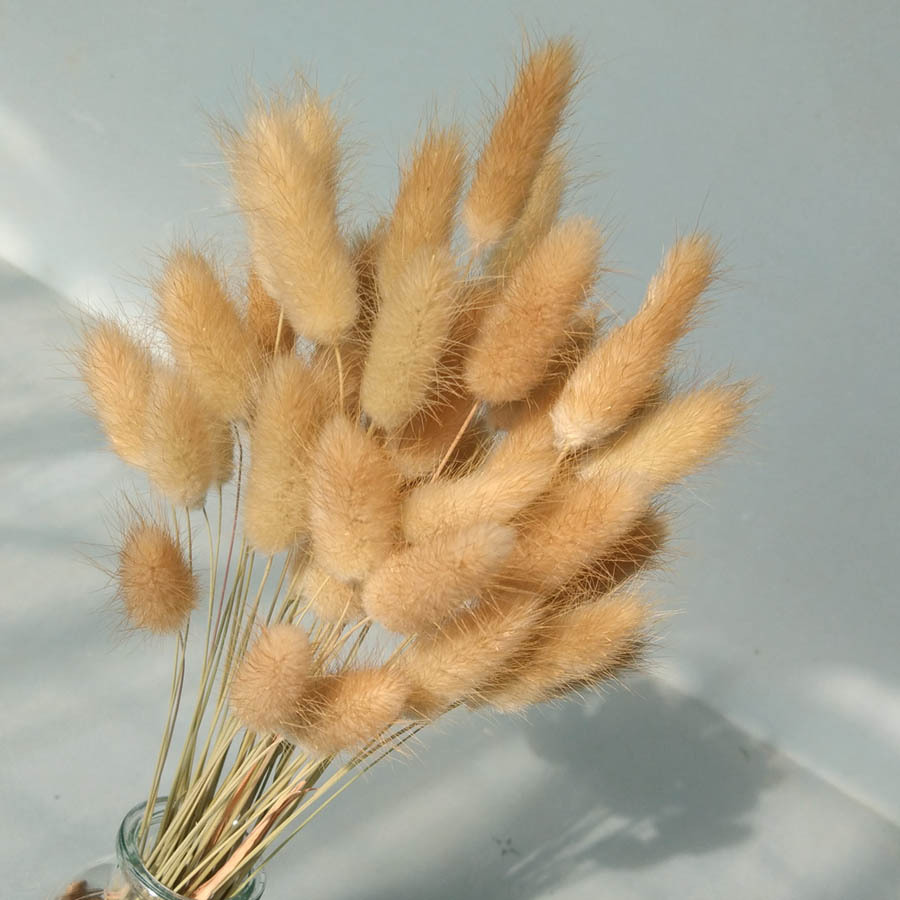 20 cành hoa đuôi thỏ trang trí, décor có nhiều màu sắc để chọn lựa
